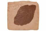 Red Fossil Wingnut Leaf (Cyclocarya) - Montana #212448-1